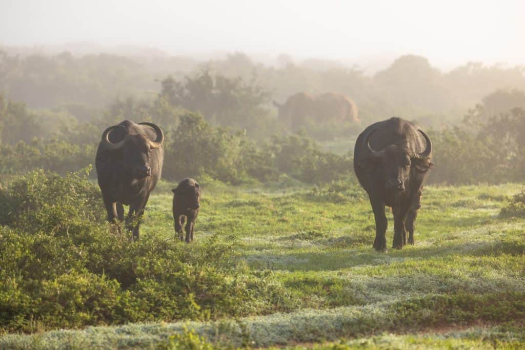 Female cape buffalo with calf ( Syncerus caffer) in the morning fog, Shamwari Private Game Reserve, South Africa.