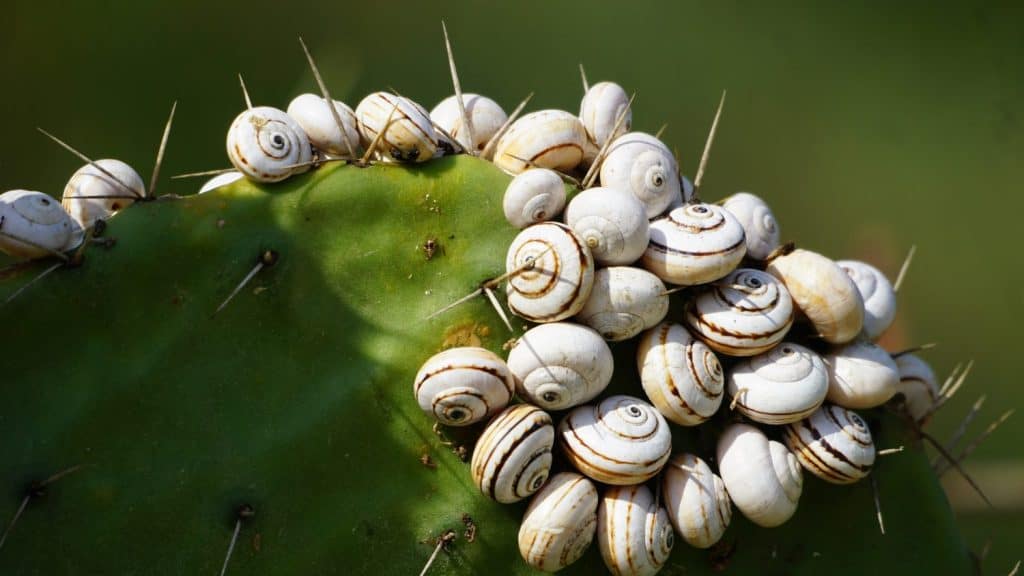 cactus leaf with small snail shells in Leumi Ashkelon park