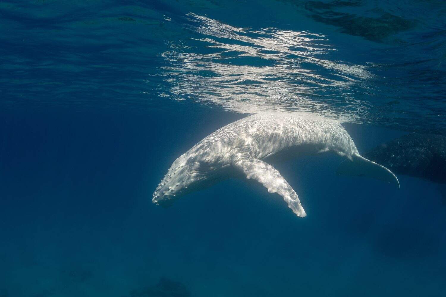 Albino Humpback whale seen for the first time in Tonga.