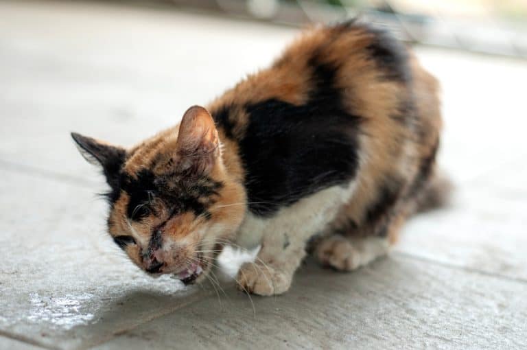 sick cat has a lot of droplets around the eyes while coughing