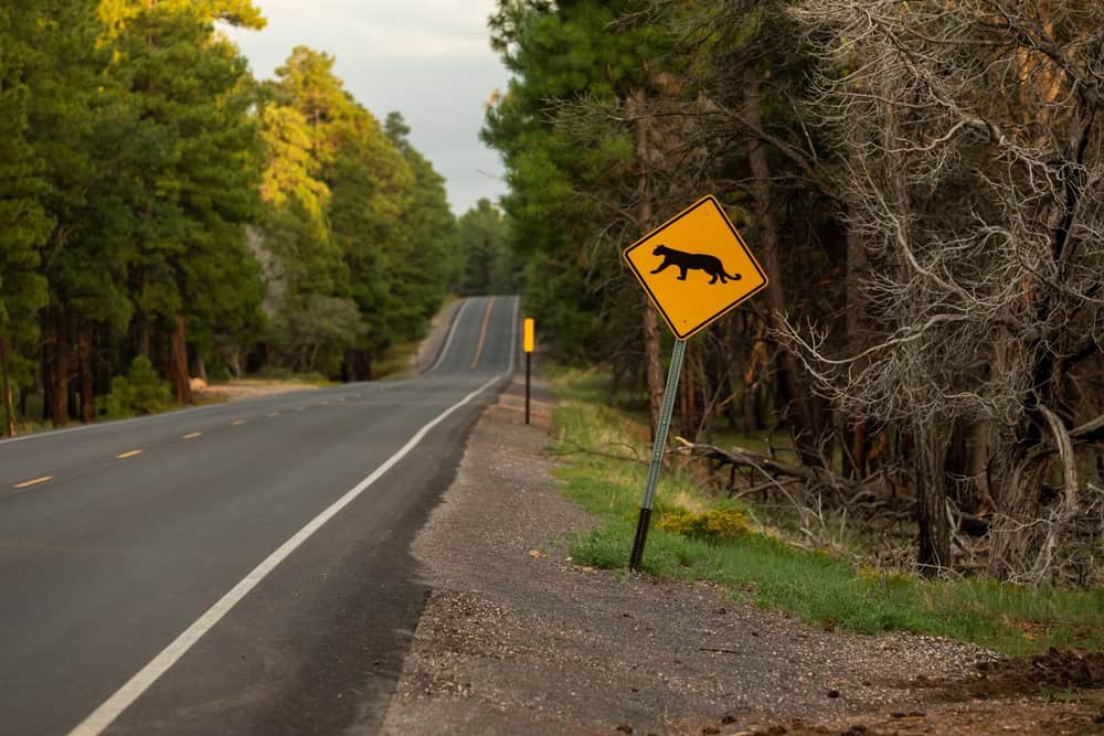 Traffic Sign warning of Mountain Lion at a Road surrounded by Pine Forest - Copy Space