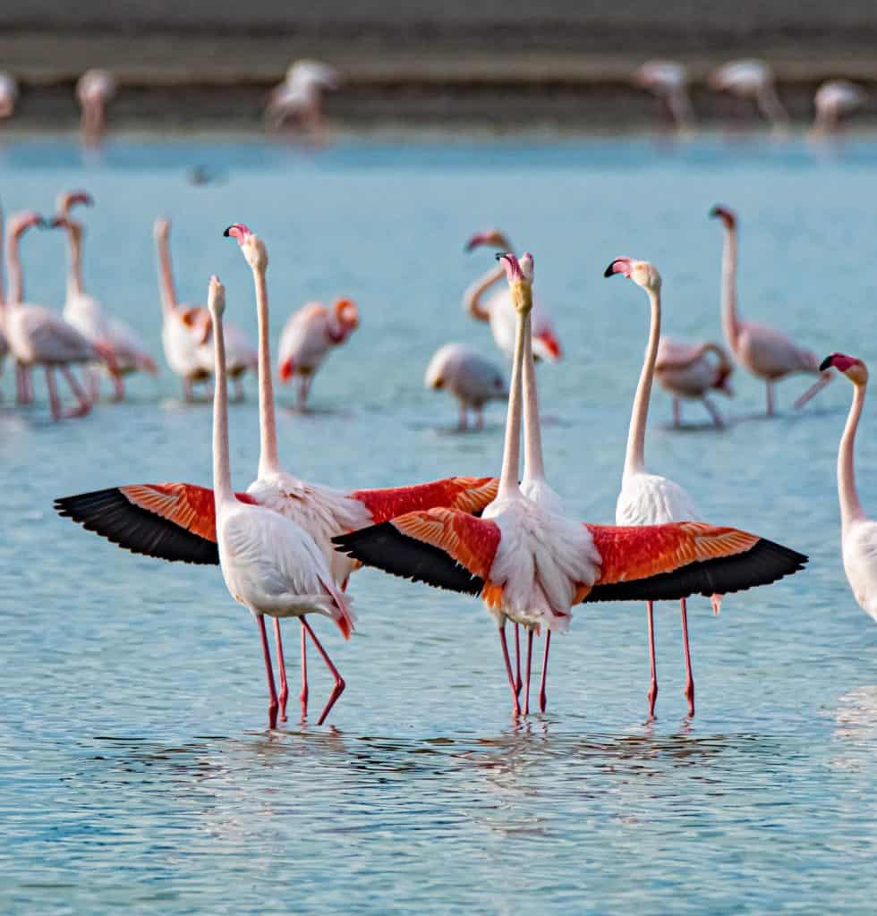 flamingo's mating dance in Spain, Castilla la Mancha