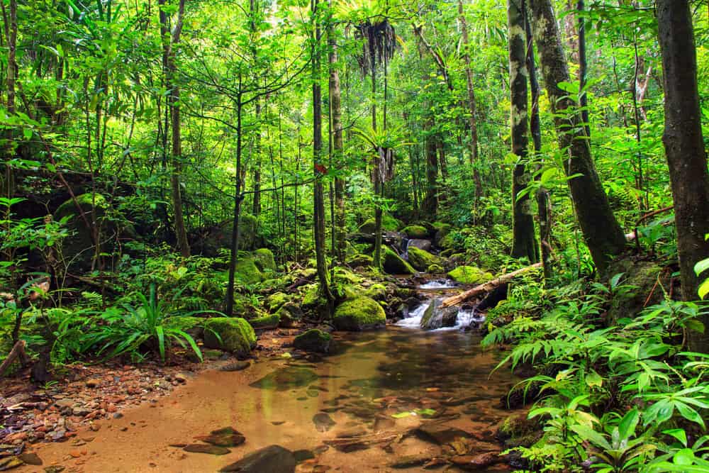 Beautiful view of a stream in the rainforest jungle of the Masoala National Park in Madagascar, a UNESCO world heritage site