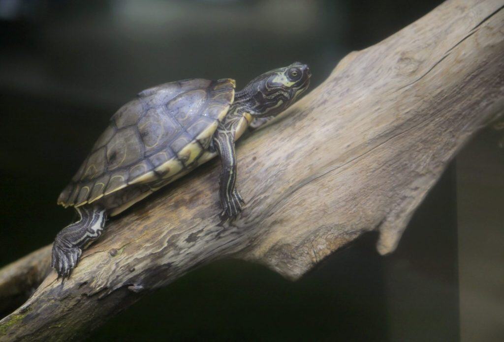 Graptemys barbouri or a "Barbour's Map Turtle" sitting on a log