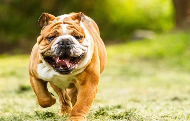 Bulldog