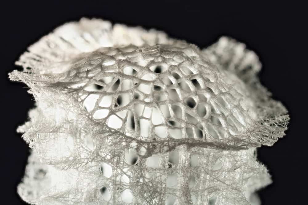 Venus flower basket (glass sponge)