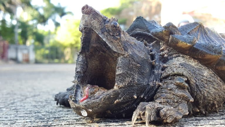 Angry Alligator Snapping Turtle on the road