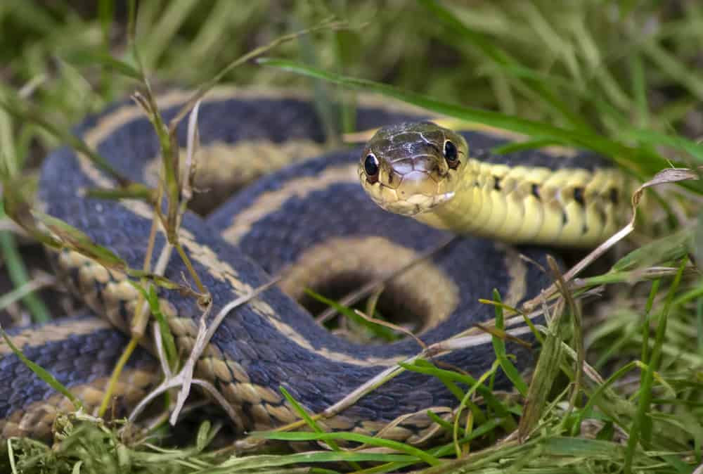Snake in the grass. Common eastern Garter snake, coiled in the grass, looking forward at camera