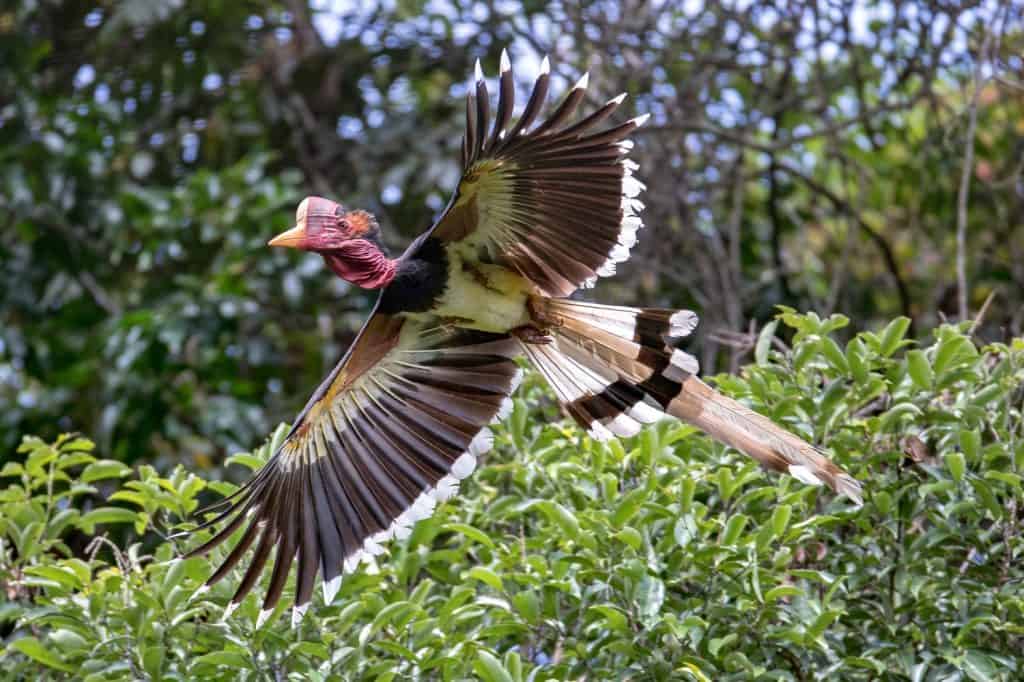 Beautiful adult male Helmeted hornbill, Red ivory hornbill, uprisen angle view, front shot, spread wings and flying very closed up in the nature of tropical moist rainforest, southern Thailand.