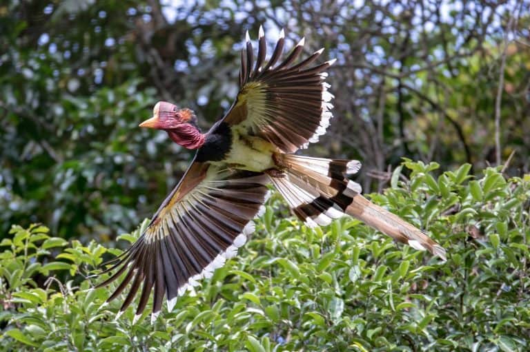 Beautiful adult male Helmeted hornbill, Red ivory hornbill, uprisen angle view, front shot, spread wings and flying very closed up in the nature of tropical moist rainforest, southern Thailand.
