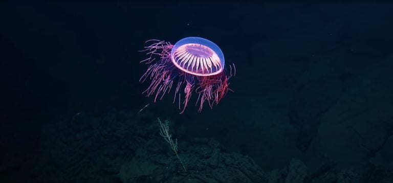 Rarely seen firework jellyfish, known as Halitrephes maasi