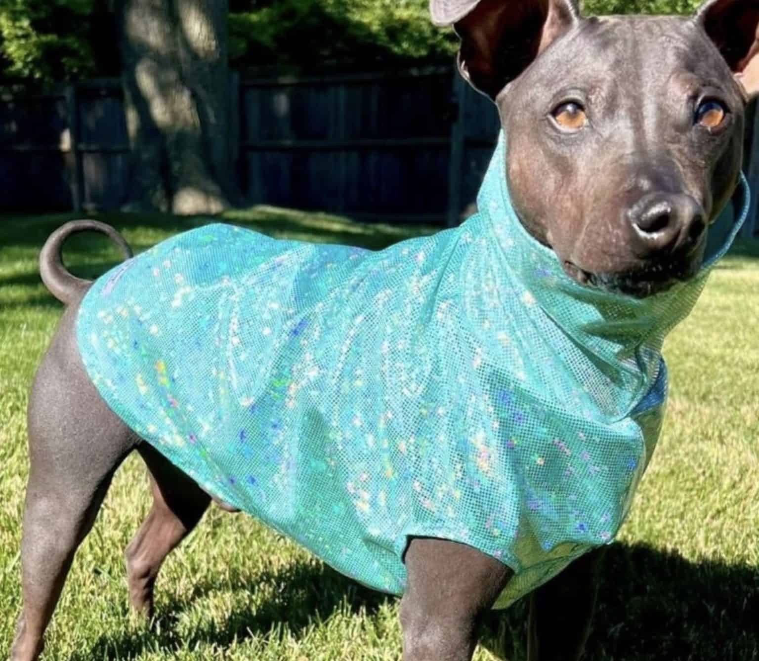 Dog Hawk Protection pet protection