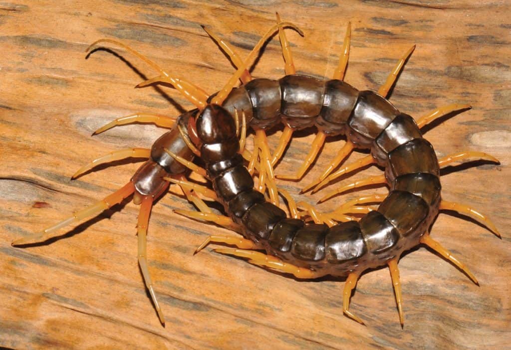 largest centipedes