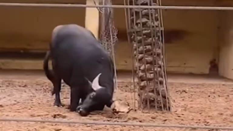 This Buffalo Isn't Hurting the Turtle, It's Savings Its Life! - A-Z Animals