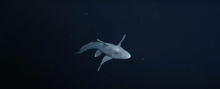 Footage of a rare pointy-nosed blue chimaera swimming of the coasts of Hawaii and California