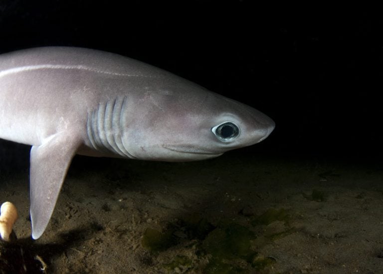 A very rare shot of a sixgill shark pup