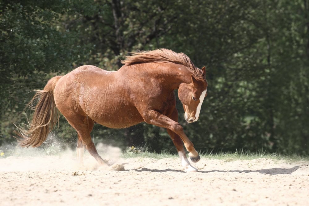 American Quarterhorse Running
