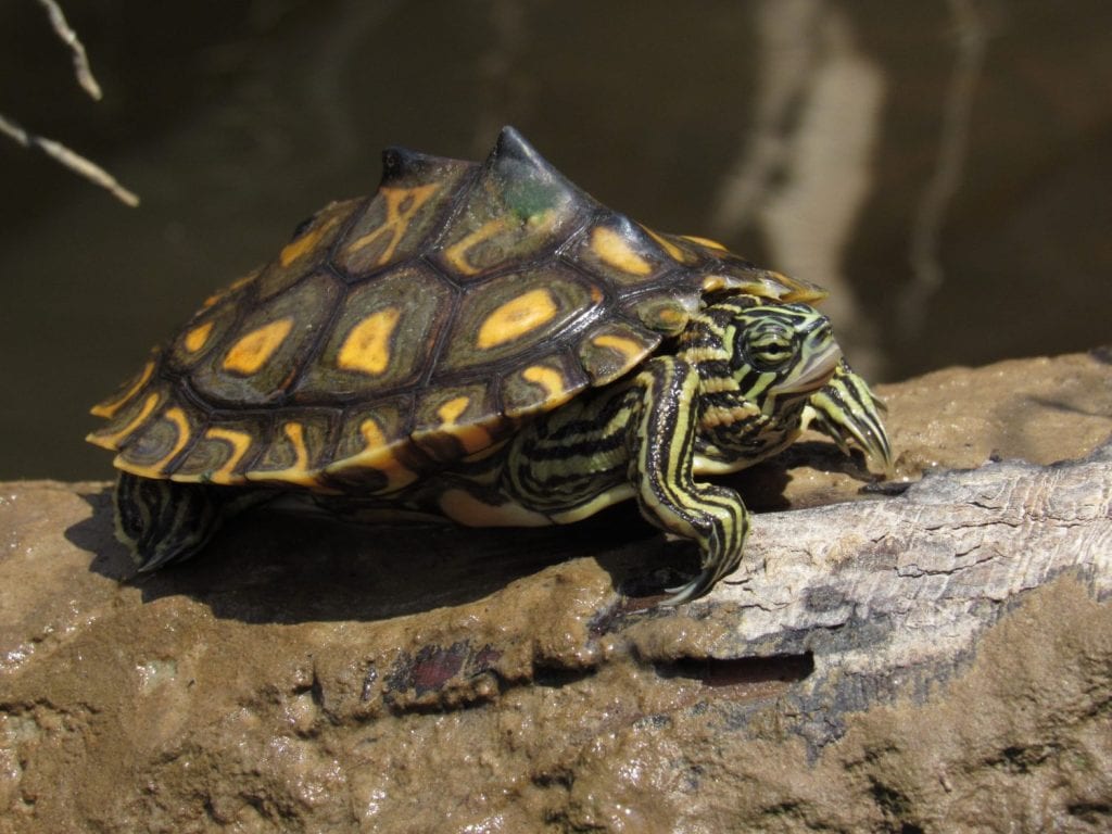 Yellow-blotched Map turtle (Graptemys flavimaculata) basking on a muddy log, Mississippi