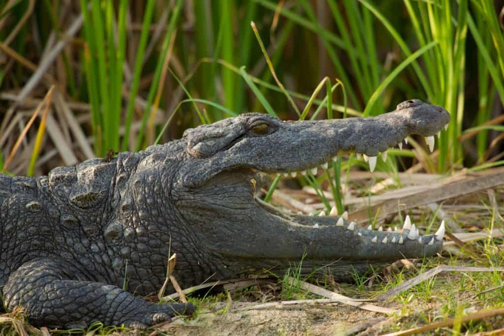 mugger crocodile (Crocodylus palustris = "crocodile of the marsh"), also called the Indian, Indus, Persian, Sindhu, marsh crocodile or simply mugger, is found throughout the Indian subcontinent.