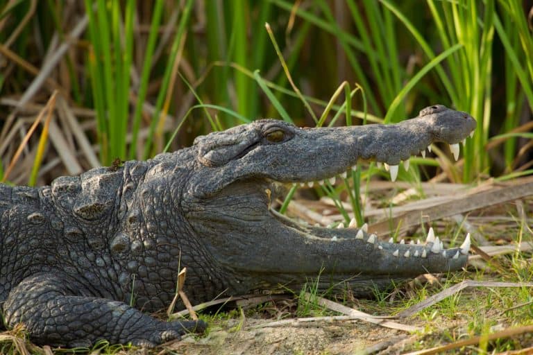 mugger crocodile (Crocodylus palustris = "crocodile of the marsh"), also called the Indian, Indus, Persian, Sindhu, marsh crocodile or simply mugger, is found throughout the Indian subcontinent.