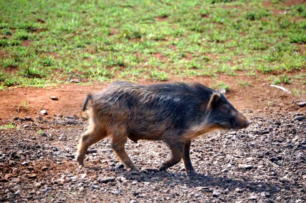 Wild hog traverses trail on the Island of Kauai, Hawaii.