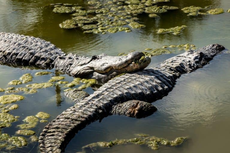 Alligator in the Everglades