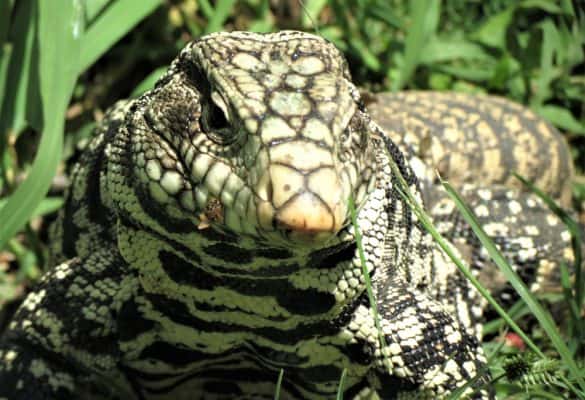 The Best Lizards To Keep As Pets - A-Z Animals Slideshows