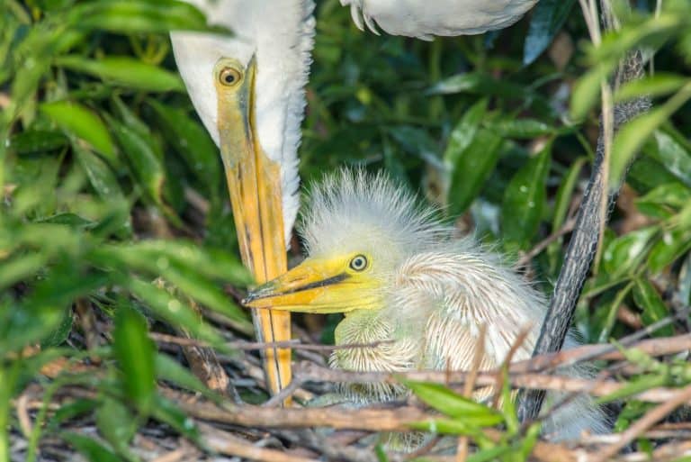 USA, Florida, Orlando, Great Egret and baby egret, Gatorland .
