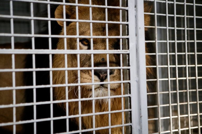 Wild male lion kept in cage inside a circus menagerie - animal abuse