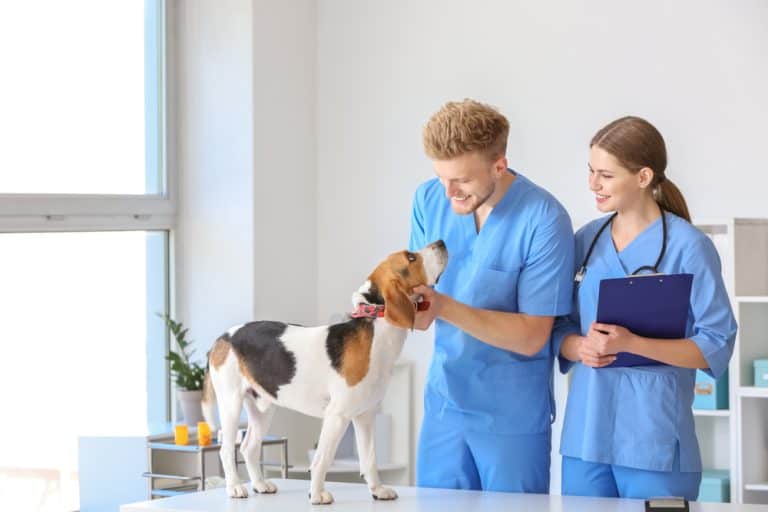 Veterinarians examining cute dog in clinic