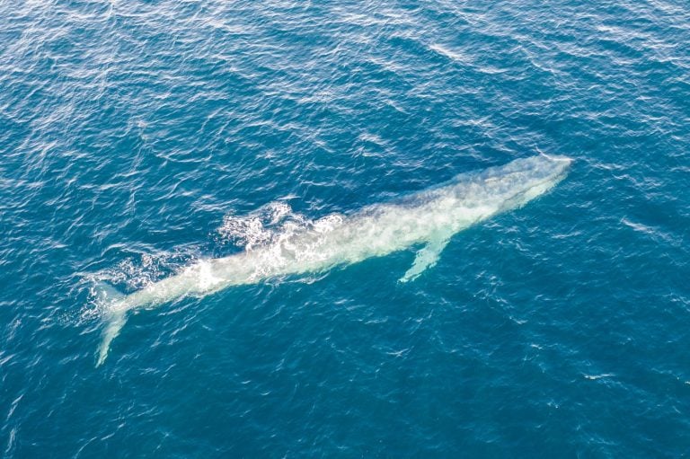 A pygmy blue whale, Balaenoptera musculus brevicauda, swims in the Banda Sea, Indonesia. This huge cetacean reaches up to 24 meters in length and makes up to about half of all blue whales alive.