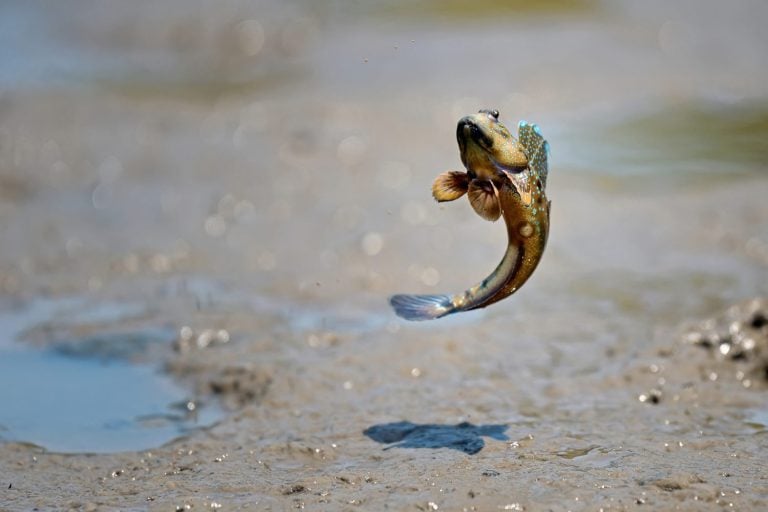 close up action Mudskipper jump in the sea