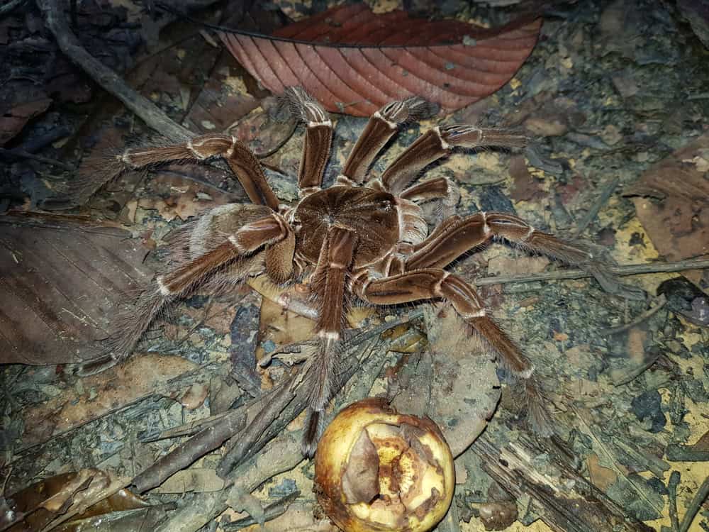 Goliath birdeater (Theraphosa blondi) belongs to the tarantula family Theraphosidae. Found in northern South America. Near Presidente Figueiredo, Amazon &ndash; Brazil