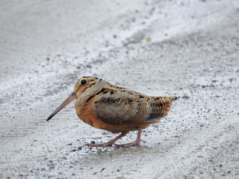 American woodcock on the ground