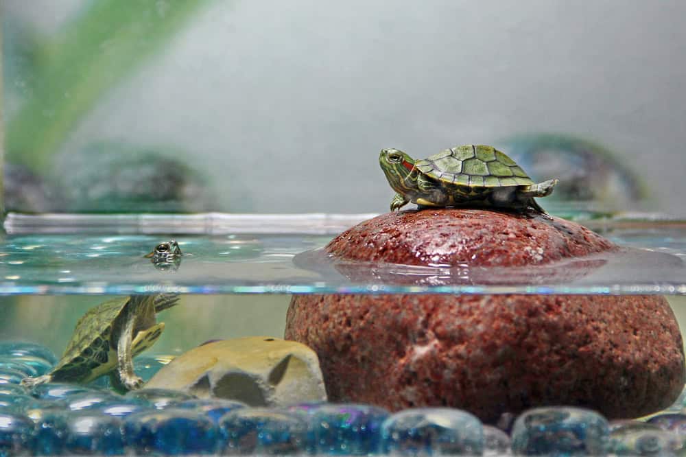 two baby water green turtles play in an aquarium on a rock