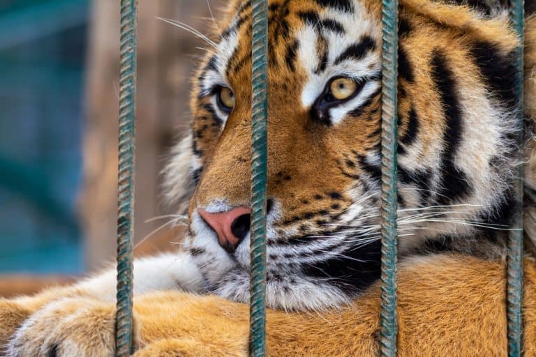 Portrait of sad tiger in a cage. Сaptive animal.