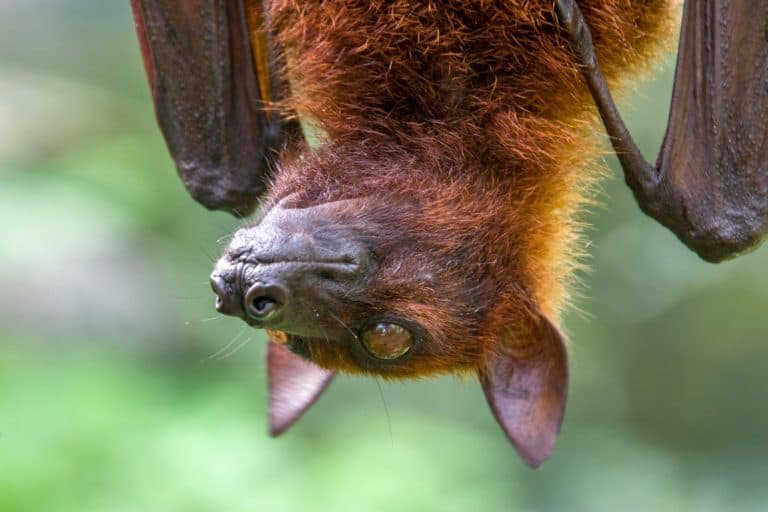 The closeup image of Malayan flying fox (Pteropus vampyrus). a southeast Asian species of megabat, primarily feeds on flowers, nectar and fruit.