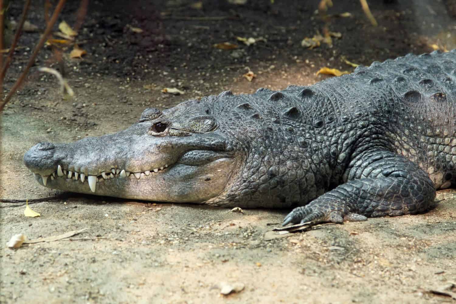 Morelet's crocodile (Crocodylus moreletii), also known as the Mexican crocodile
