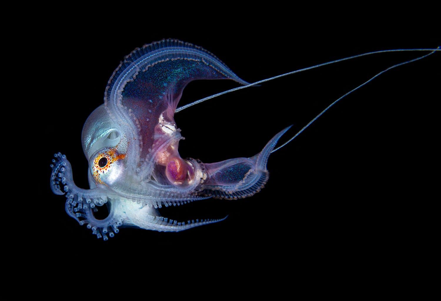 The Ninja Octopus That Uses Jellyfish Tentacles as Whips - A-Z Animals