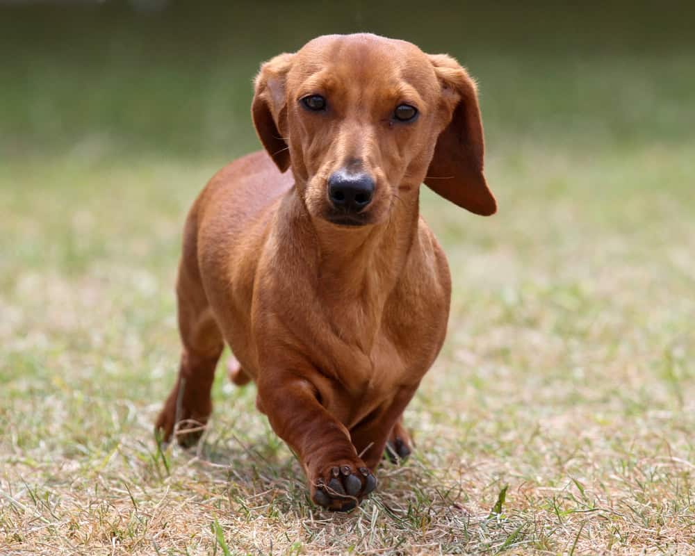 Mini smooth haired Dachshund on grass
