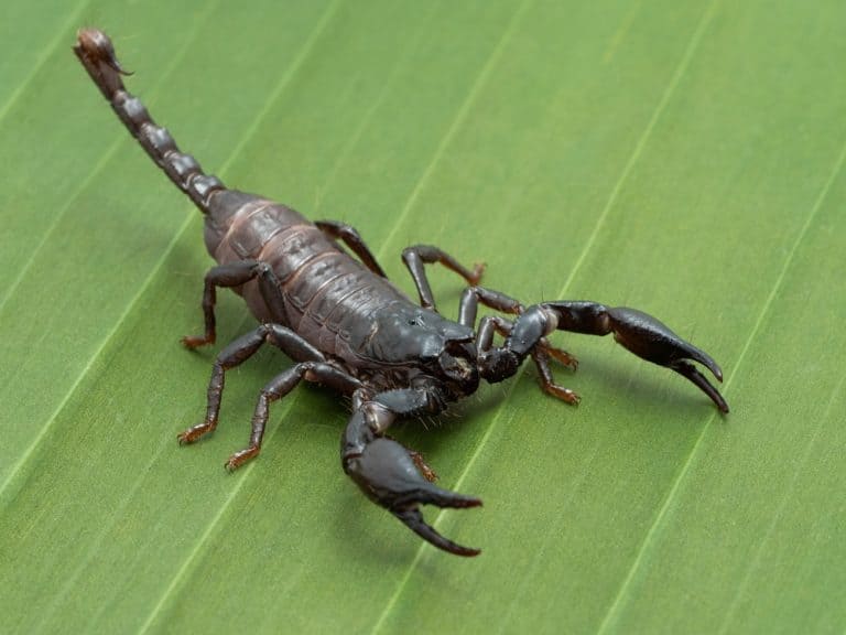 Juvenile Asian forest scorpion (Heterometrus species) on a banana leaf. Different species of thes scorpions range across Asia