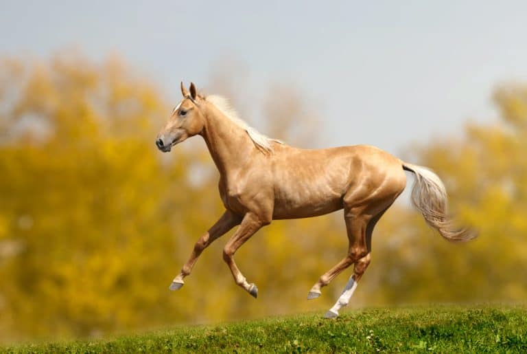 akhal-teke horse in autumn