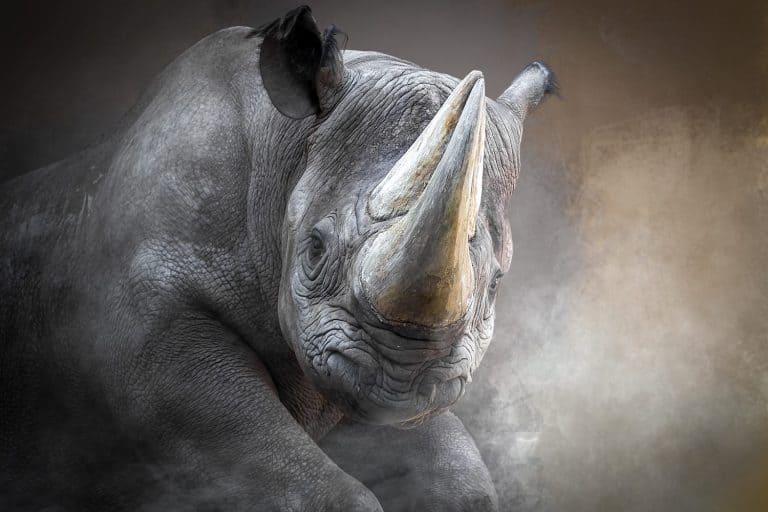 a charging rhino in a cloud of smoke