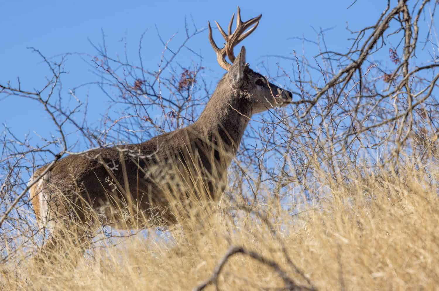 Buck Coues Whitetail Deer During the Rut in the Chiricahua Mountains Arizona