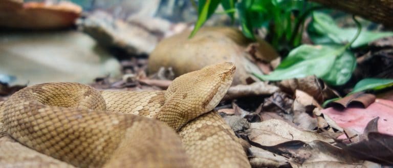 Bothrops insularis snake, known as the Golden lancehead. Endemic to Ilha da Queimada Grande, off the coast of Sao Paulo state, in Brazil.