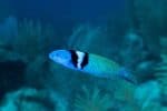 What is Autotomy? The Reason Why Animals Lose Their Limbs