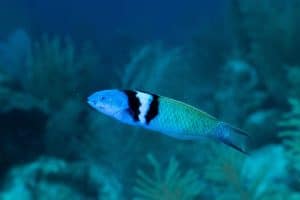 What is Autotomy? The Reason Why Animals Lose Their Limbs