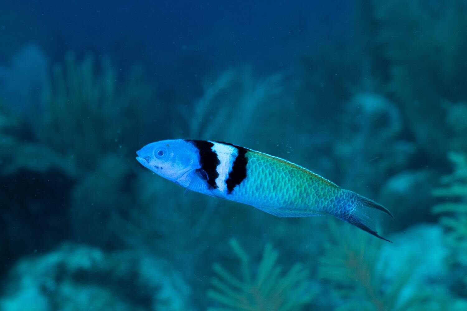 Bluehead wrasse swimming in reef