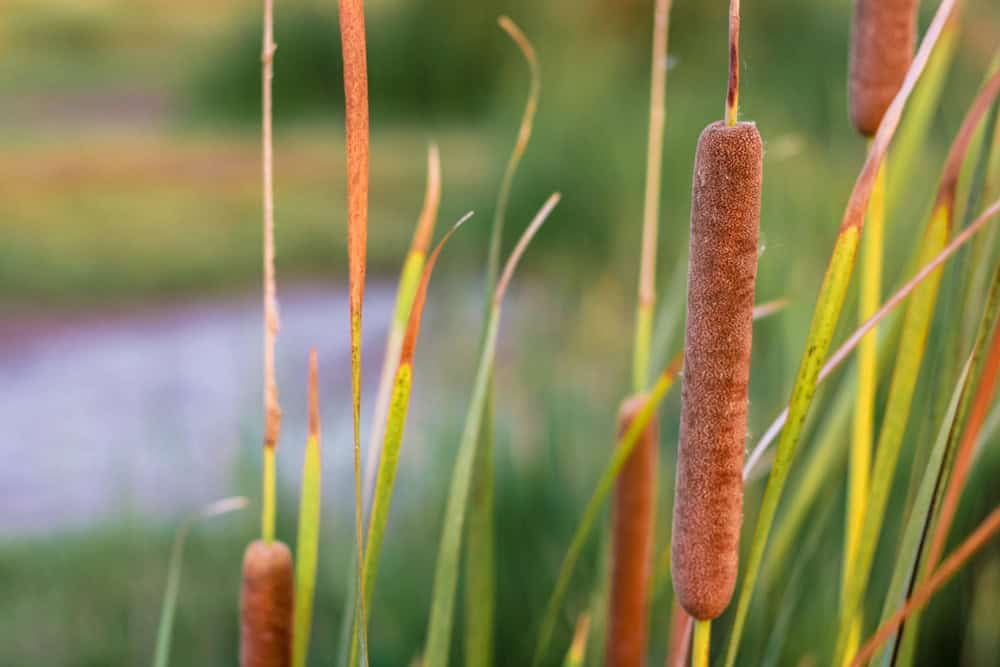Narrow-leaved cattail (Typha angustifolia L.) Perennial herbaceous plant of the genus Typha.