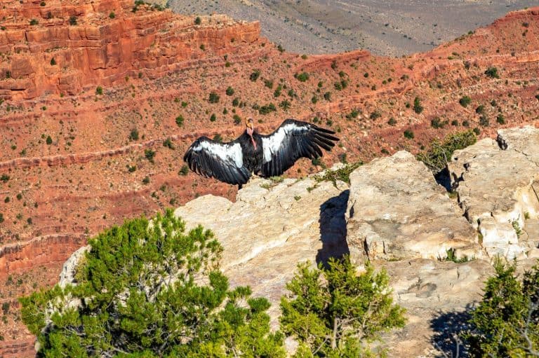 California Condor at Grand Canyon National Park in a sunny day, Arizona, USA